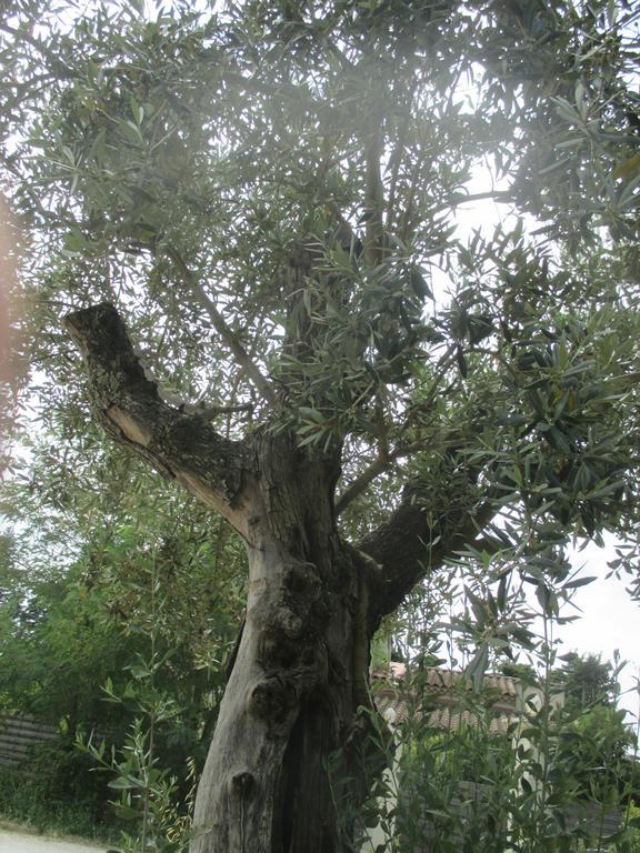 הוילה Cabannes Mas Le Nathakassou מראה חיצוני תמונה